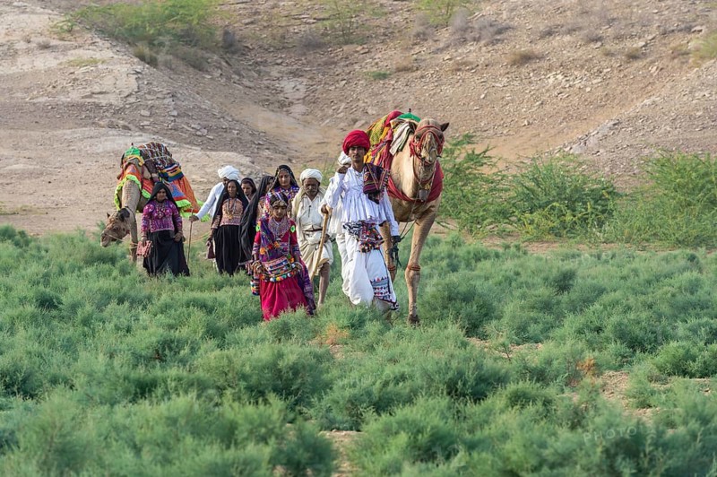 Rabari tribe people walking in the desert with a dromedary