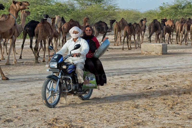 Fakirani old man and woman riding motorbike in front of dromedary herd
