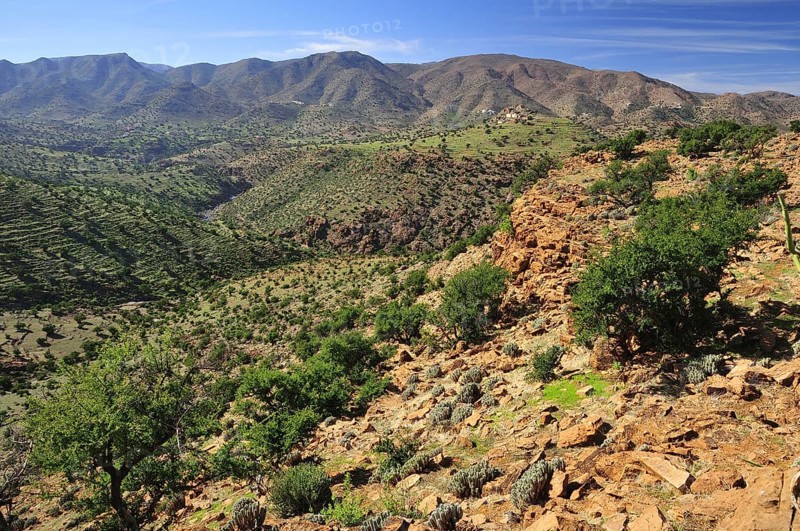 Rocky hills with Argan Trees (Argania spinosa)