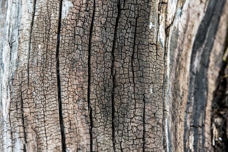 Structure of driftwood