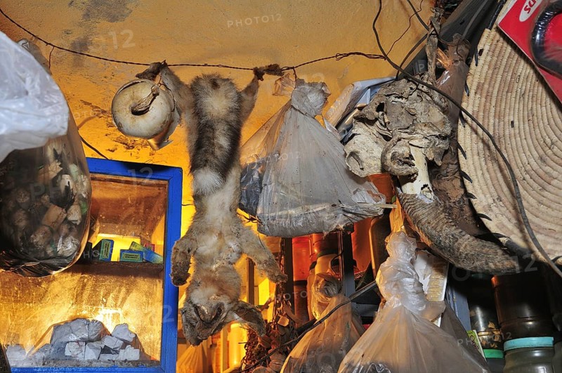 Dead Fennec Fox (Vulpes zerda)