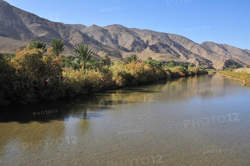 Date palms (Phoenix dactylifera) on the banks of the Draa River at Agdz