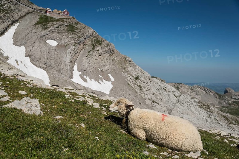 Sheep in the Alps