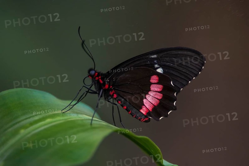 Longwing or Heliconian (Heliconius sp.)