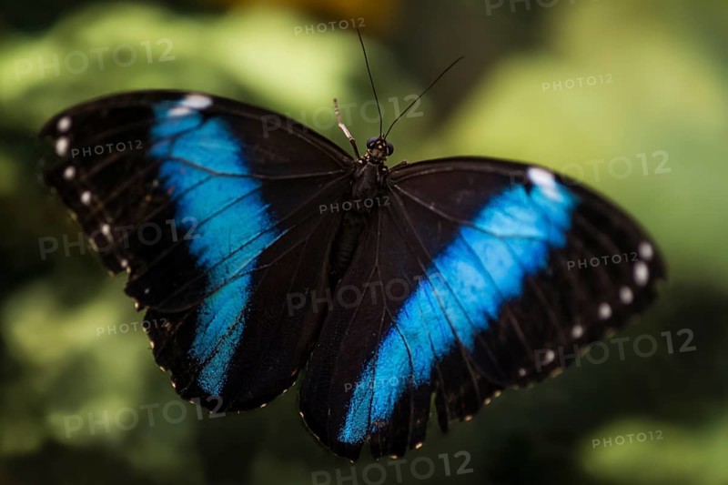 Peleides Blue Morpho