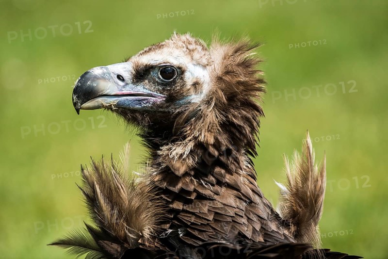 Cinereous Vulture or Black Vulture (Aegypius monachus)
