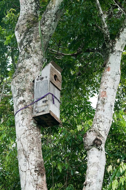 Nesting box for macaws developed by researchers at the Ara-research project