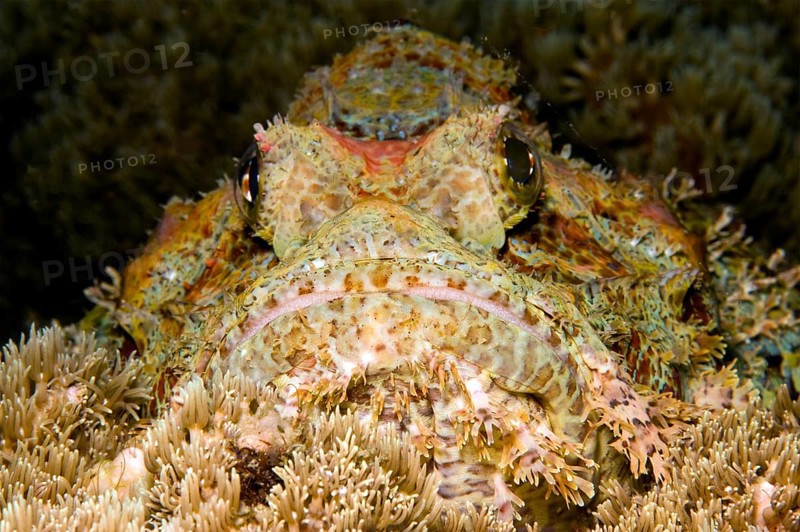 Tassled Scorpionfish (Scorpaenopsis oxycephala)