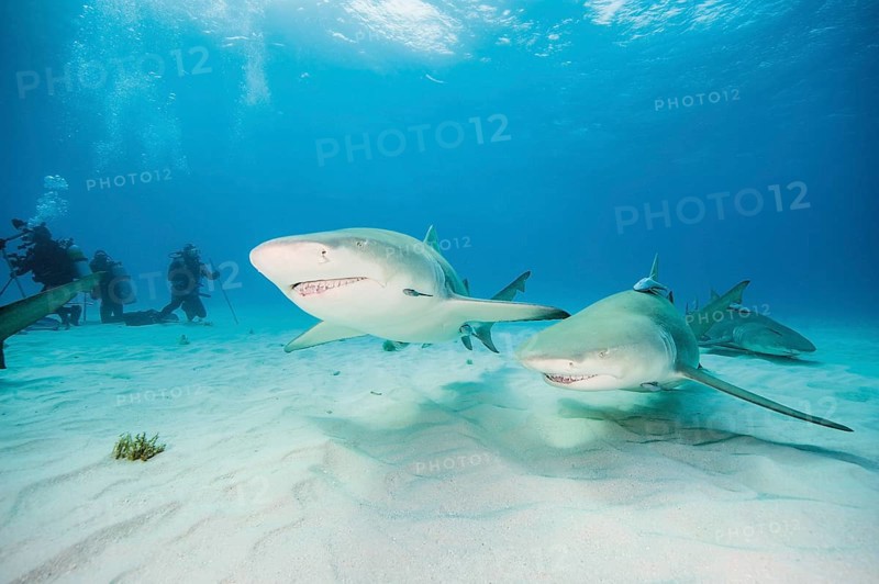 Two Atlantic Lemon Sharks (Negaprion brevirostris)