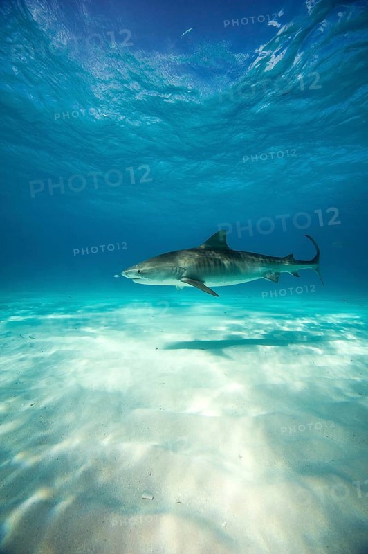Tiger Shark (Galeocerdo cuvier)