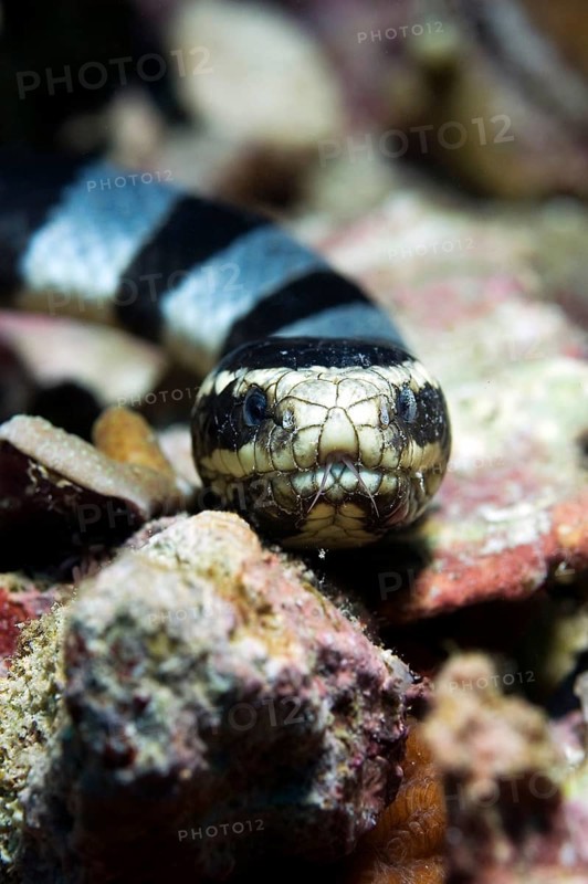 Colubrine Sea Krait