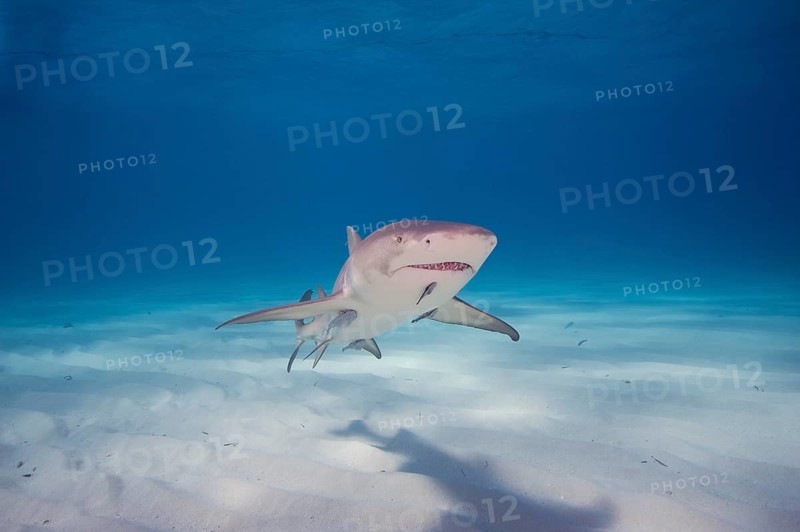 Atlantic Lemon Shark (Negaprion brevirostris) with a Remora (Echeneidae)