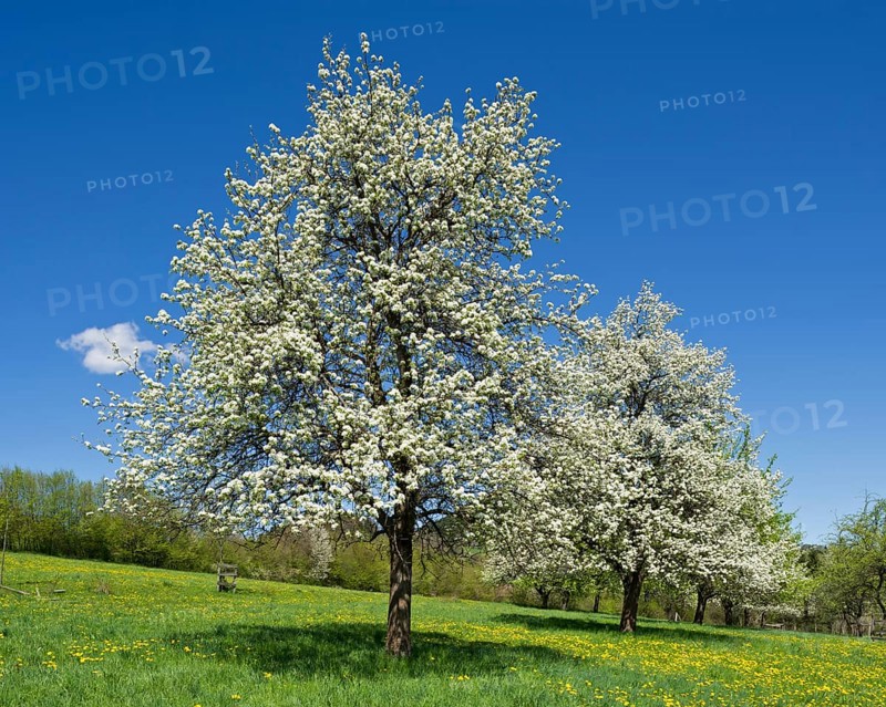 Flowering Pear Trees (Pyrus)