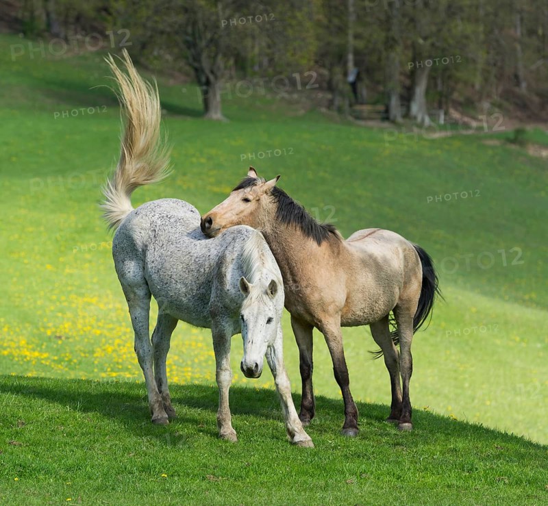 Two horses in a meadow