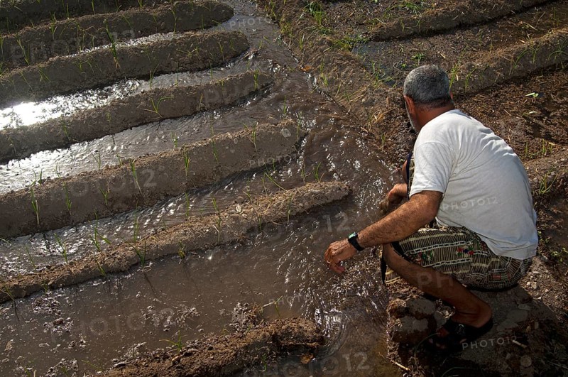 Omani man controlling the irrigation canals in the garden of an oasis