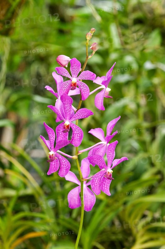 Tropical Orchid (Orchidaceae)