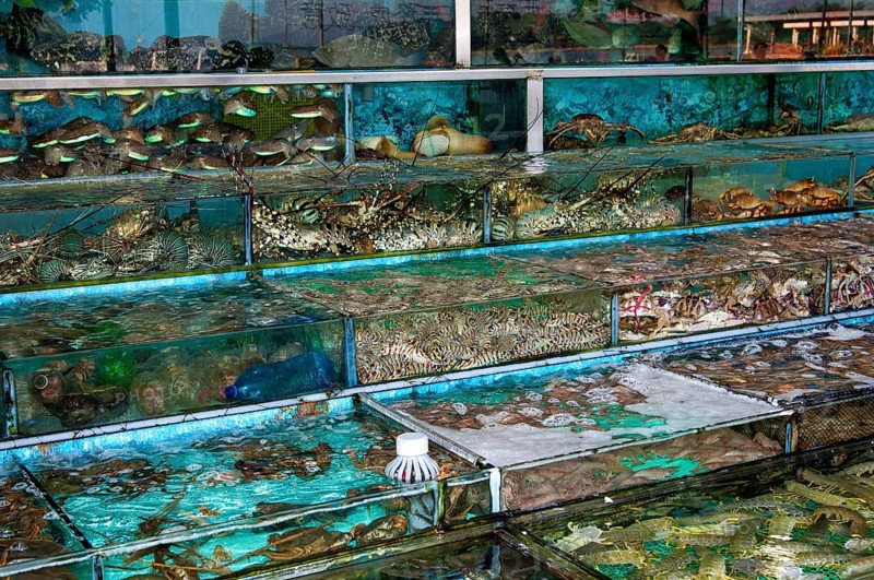 Glass tanks in a restaurant with fish and seafood