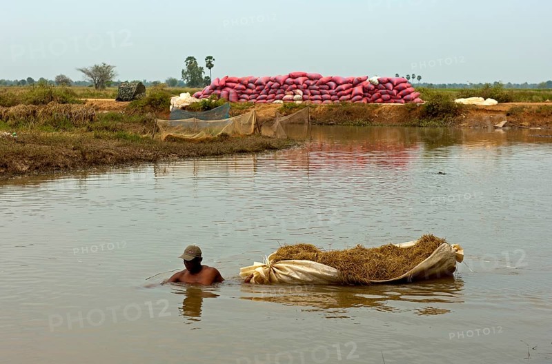 Man up to his neck in a river while transporting rice straw in a floating bag