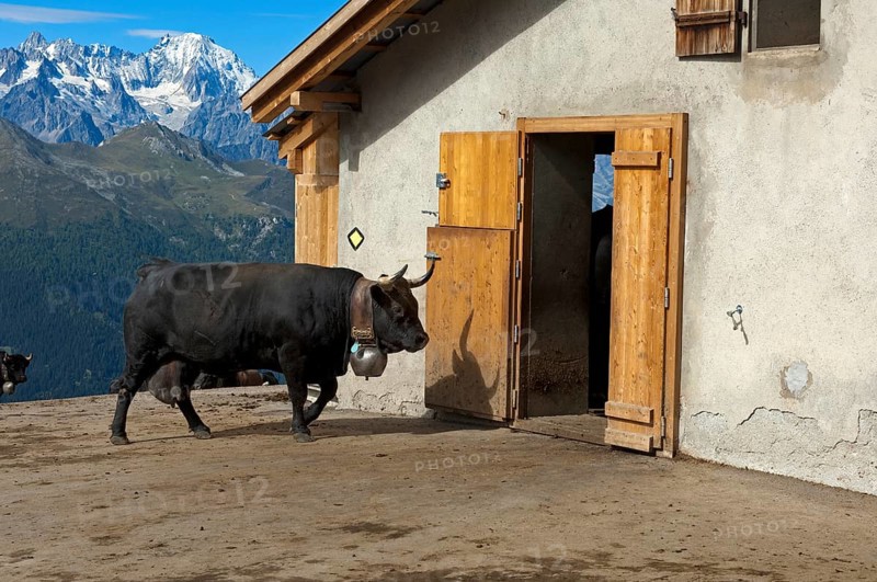 Herens cow entering a stable