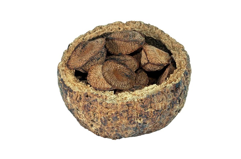 Opened capsule fruit with brazil nuts
