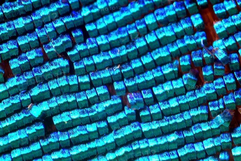 Scales of a butterfly wing from a Meander Prepona (Archaeoprepona meander)