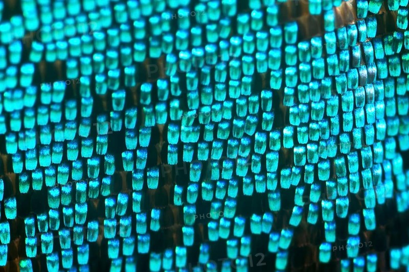 Scales of a butterfly wing from a Meander Prepona (Archaeoprepona meander)