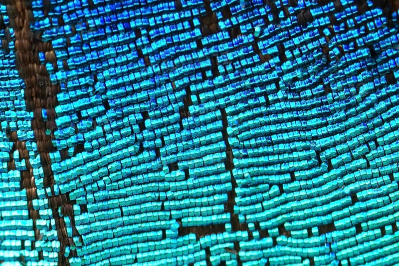 Scales of a butterfly wing from a Meander Prepona (Archaeoprepona meander)