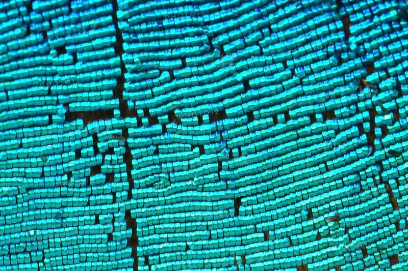 Scales of a butterfly wing from a Meander Prepona (Archaeoprepona meander)