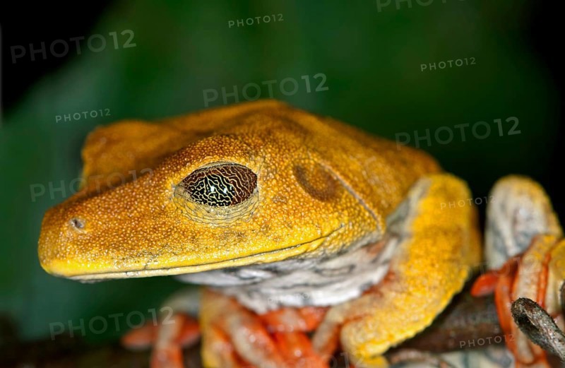 Map Tree Frog (Hypsiboas geographicus)