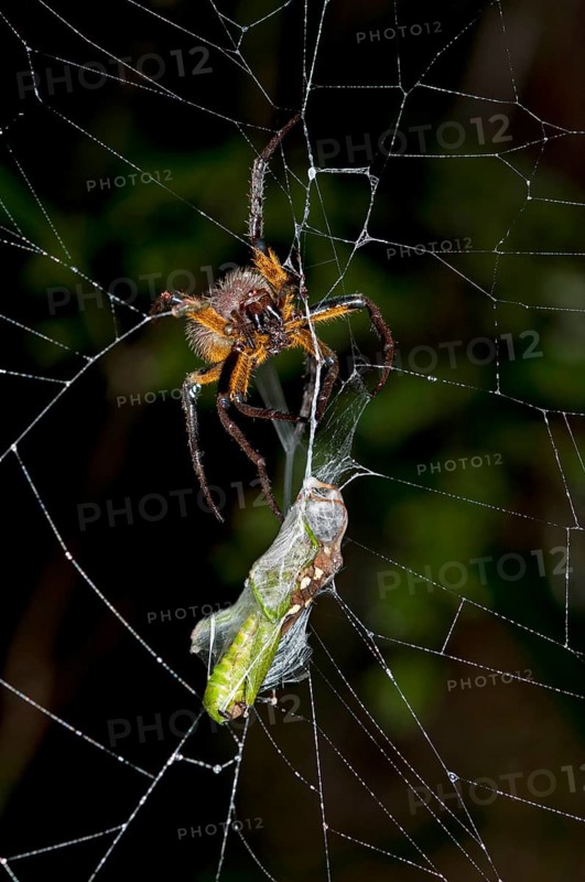 Orb-weaver spider (Eriophora spec.)