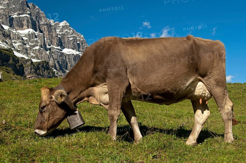 Cow grazing on a pasture