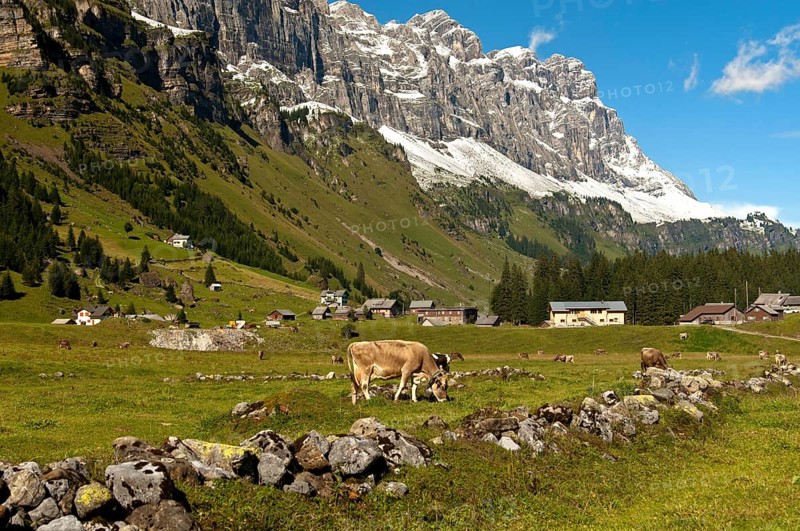Cattle grazing on Urnberboden Alp