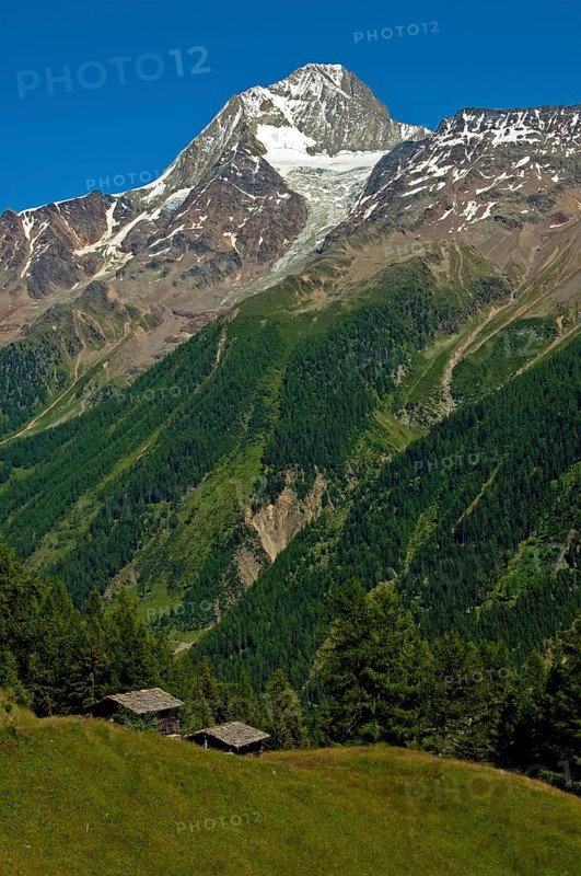 Mt Bietschhorn rising above the forest line