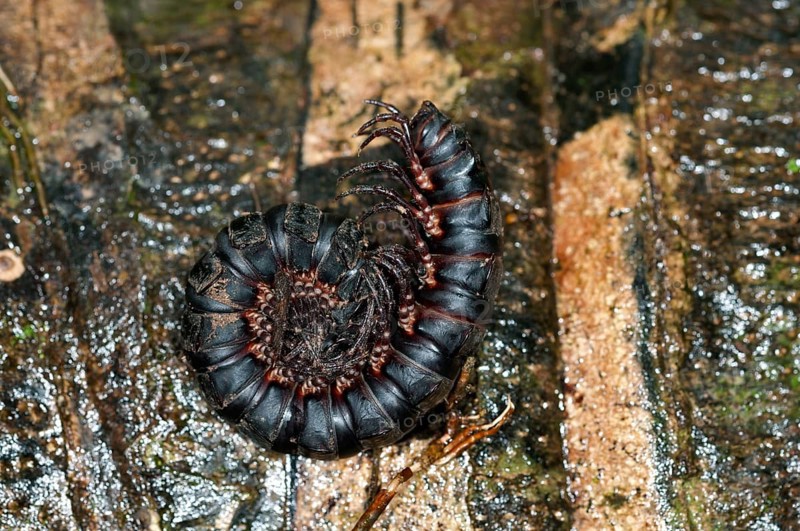 Millipede or Centipede (Myriapoda) rolled up in defence position