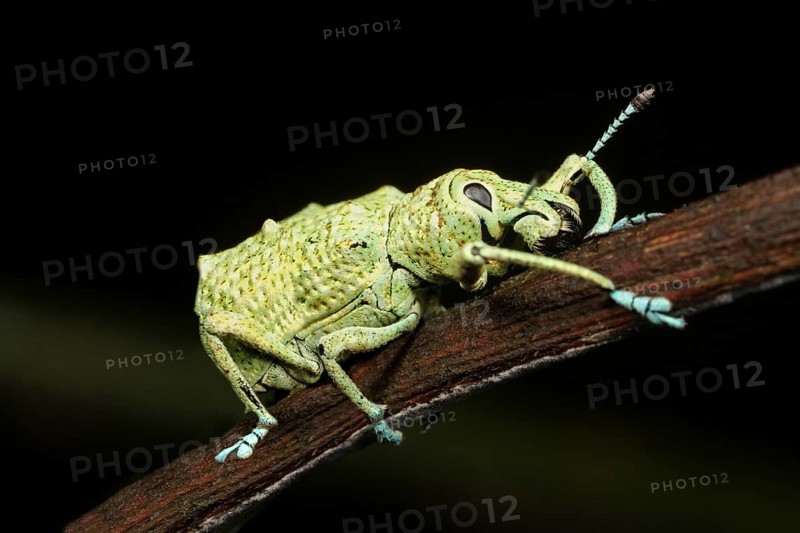 Weevil (Curculio sp.)