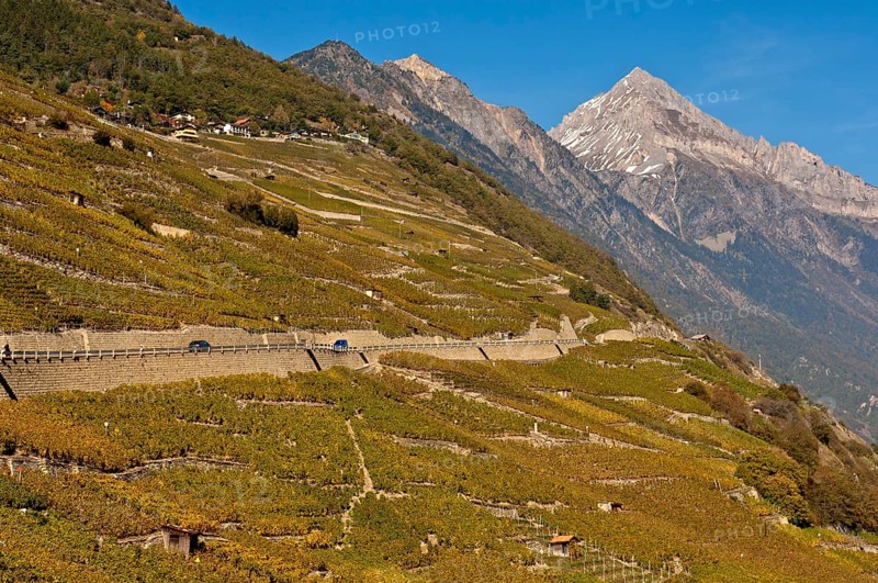 Vineyards alongside the road to Col de la Forclaz mountain pass