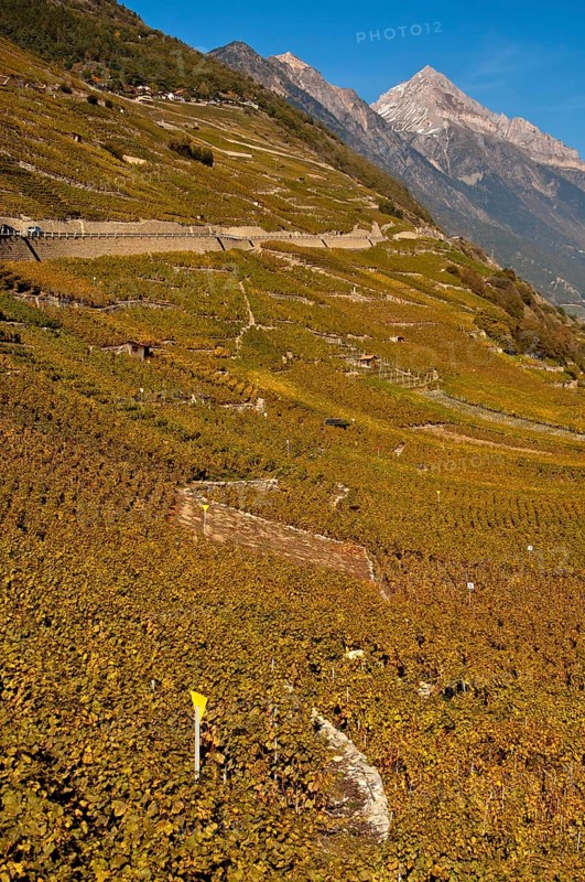 Vineyards alongside the road to Col de la Forclaz mountain pass