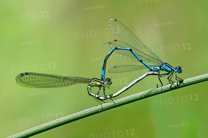 Mating wheel of the Azure Damselfly (Coenagrion puella)