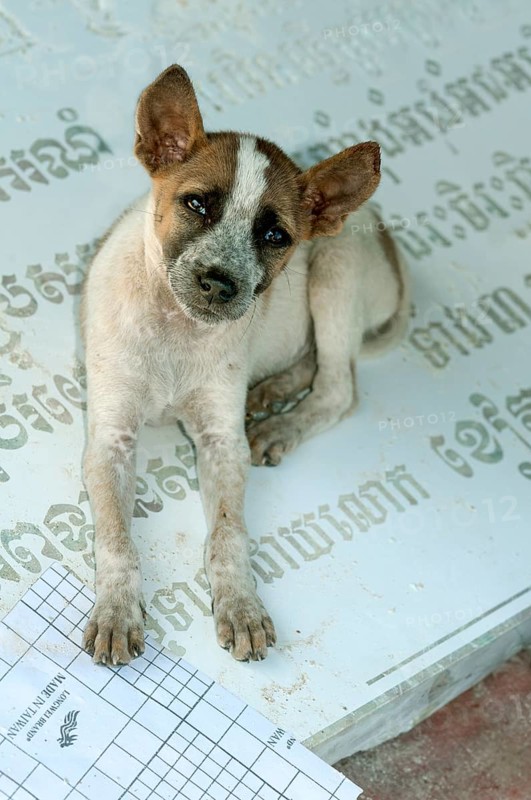 Small dog sitting on a gravestone with Khmer characters which is lying on the ground in a stone cutting factory