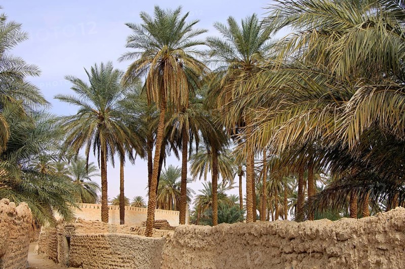 Palm garden in the oasis town of Ghadames