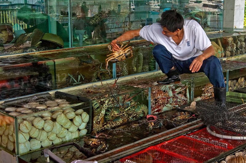 Employees of a fish restaurant controlling basins with live marine animals