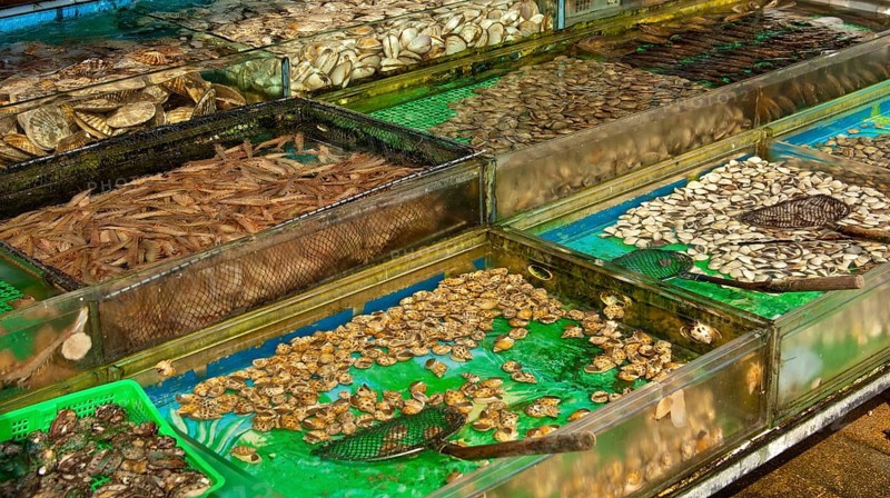 Basins with live marine animals for sale