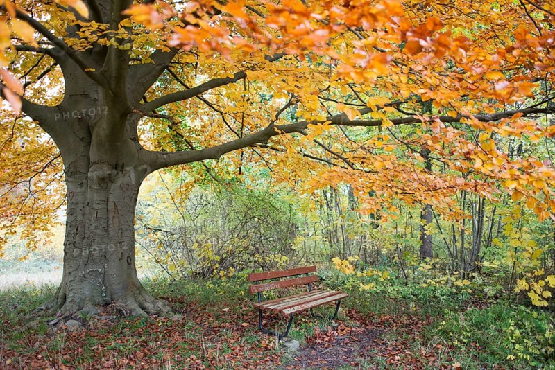 Wooden bench under a large beech tree in autumn