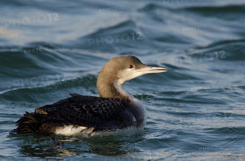 Black-throated Loon (Gavia arctica)