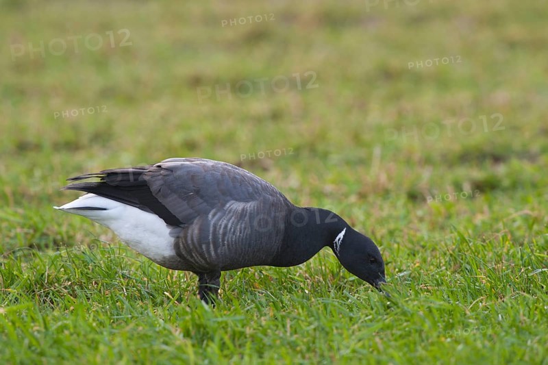 Brent Goose or Brant Goose (Branta bernicla)