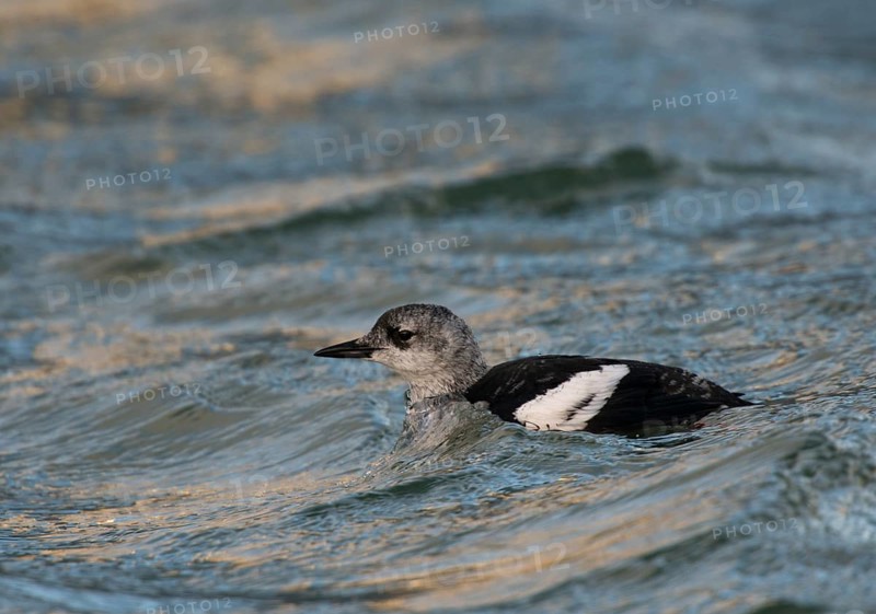 Black Guillemot or Tystie (Cepphus grylle)