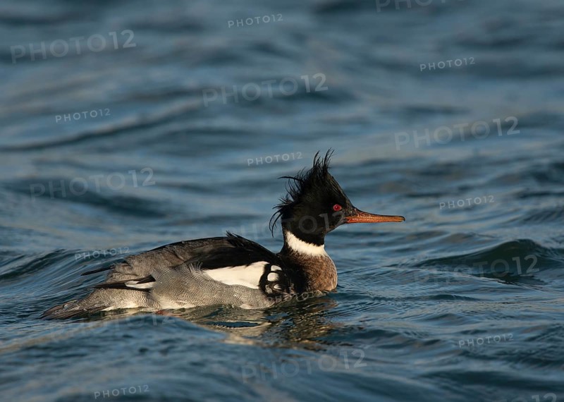 Red-breasted Merganser (Mergus serrator)