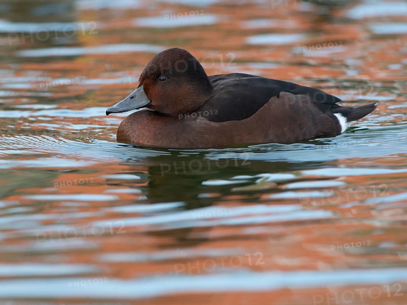 Ferruginous Duck or Ferruginous Pochard (Aythya nyroca)