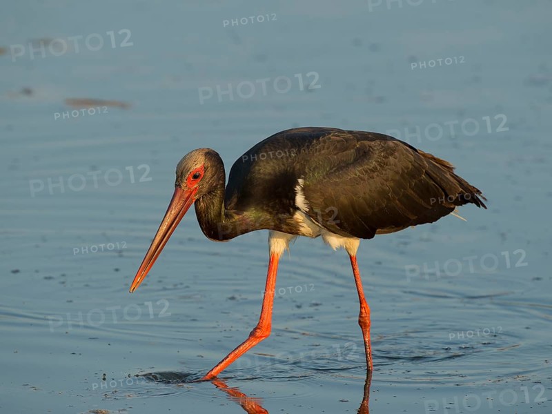 Black Stork (Ciconia nigra)