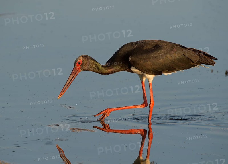 Black Stork (Ciconia nigra)